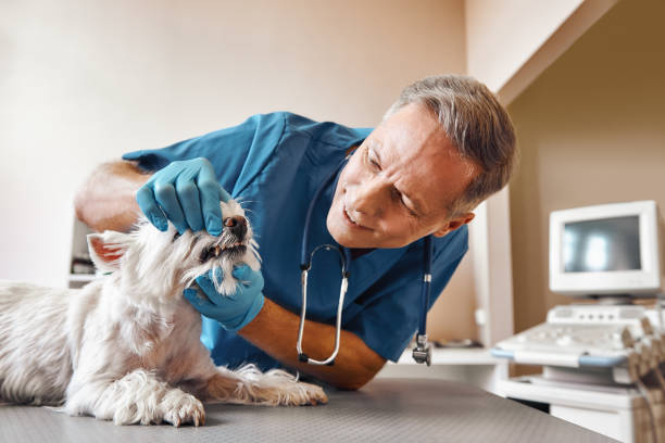 Best Weekend Emergency Dentist in Harbor Hills, OH